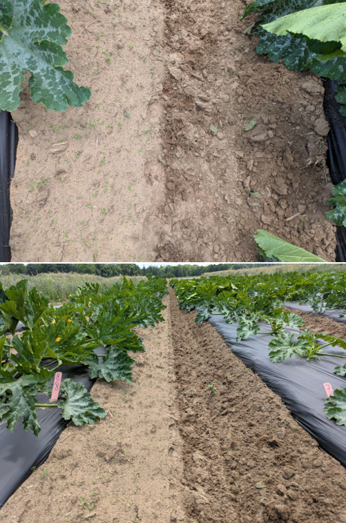 Cucumber plants that have been affected by various pathogens.